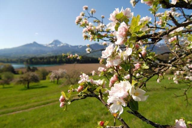 法克湖Haus Am Wald公寓 外观 照片